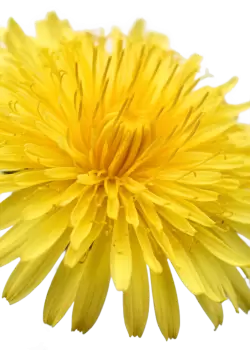 Imagen PNG para descargar